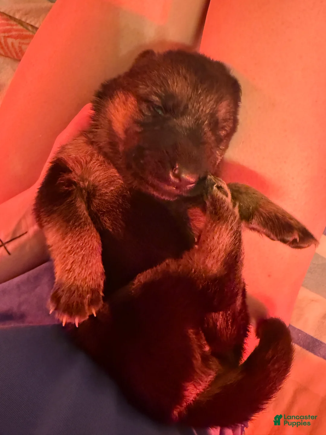 German Shepherd dogs for sale: German Shepherd Puppy 6 : Red  - Ad 2