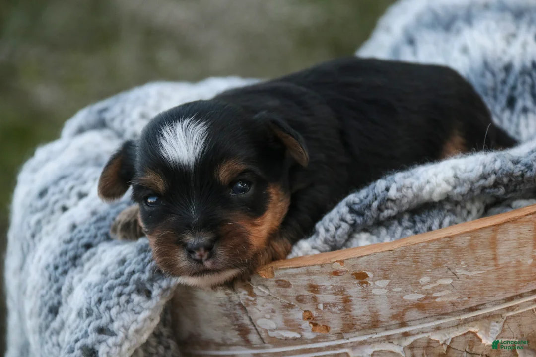 Yorkshire Terrier dogs for sale: Toby Yorkshire Terrier  - Ad 2