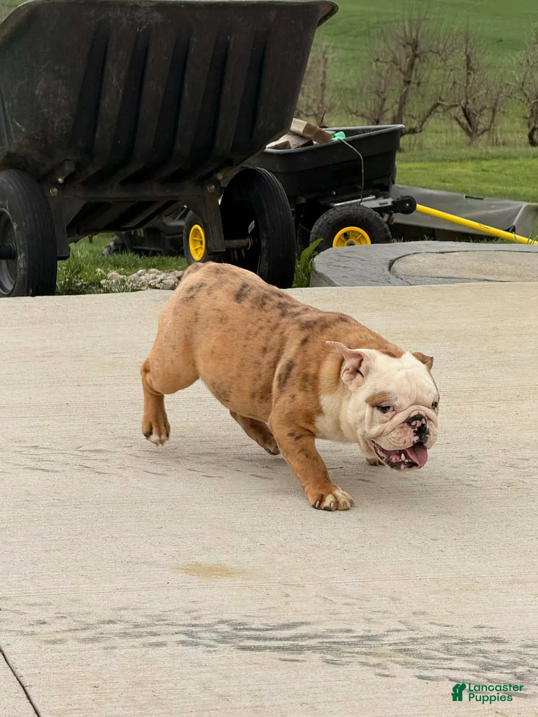 English Bulldog dogs for sale: Ambition  - Ad 2