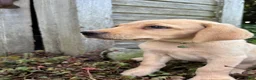 Labradoodle dogs for sale: Kavik  - Ad 3