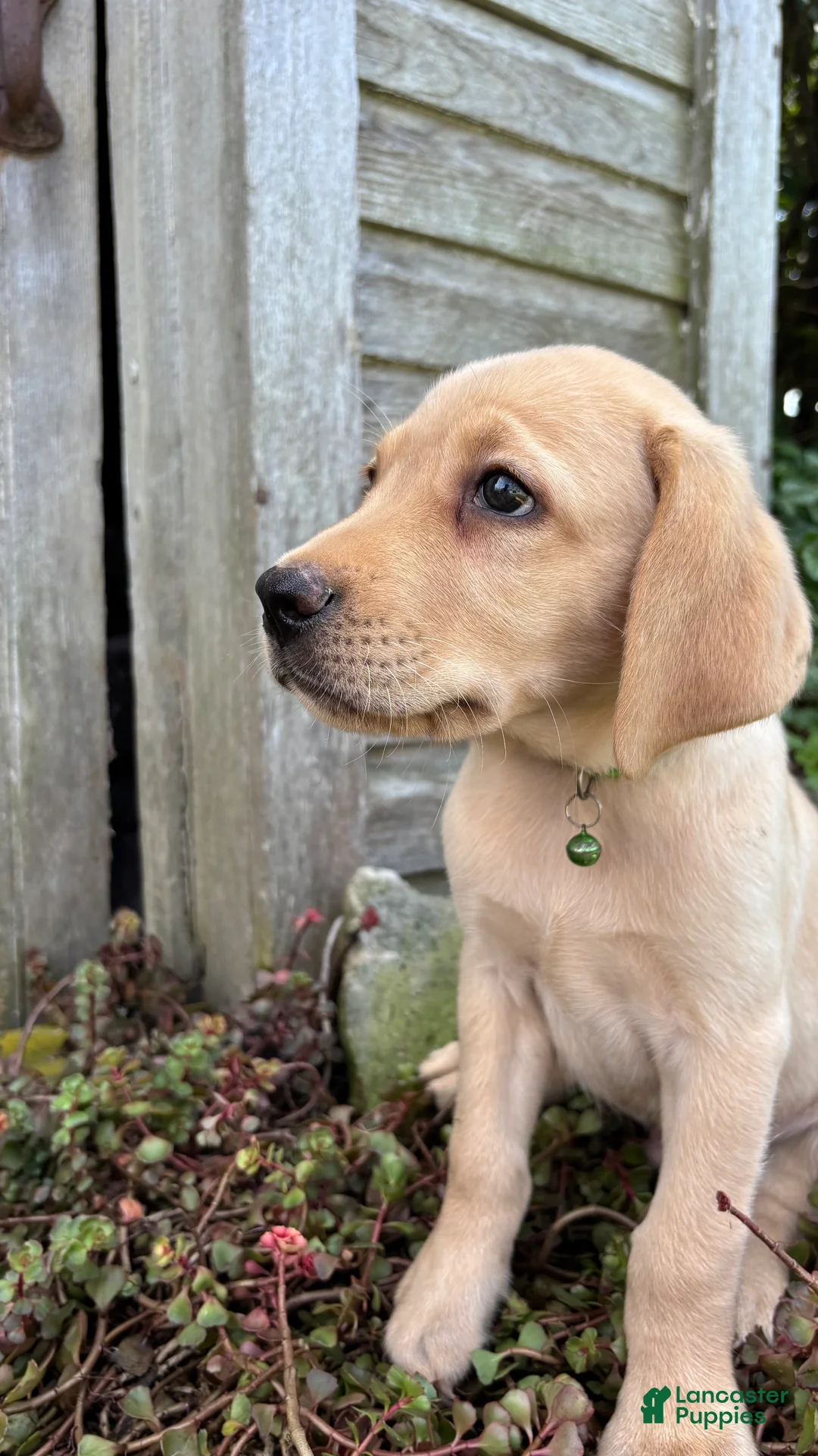 Labradoodle dogs for sale: Kavik  - Ad 3