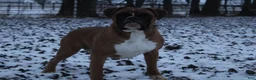 Boxer dogs for sale: Case - Ad 2