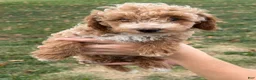 Miniature Poodle dogs for sale: Tucker - Ad 3