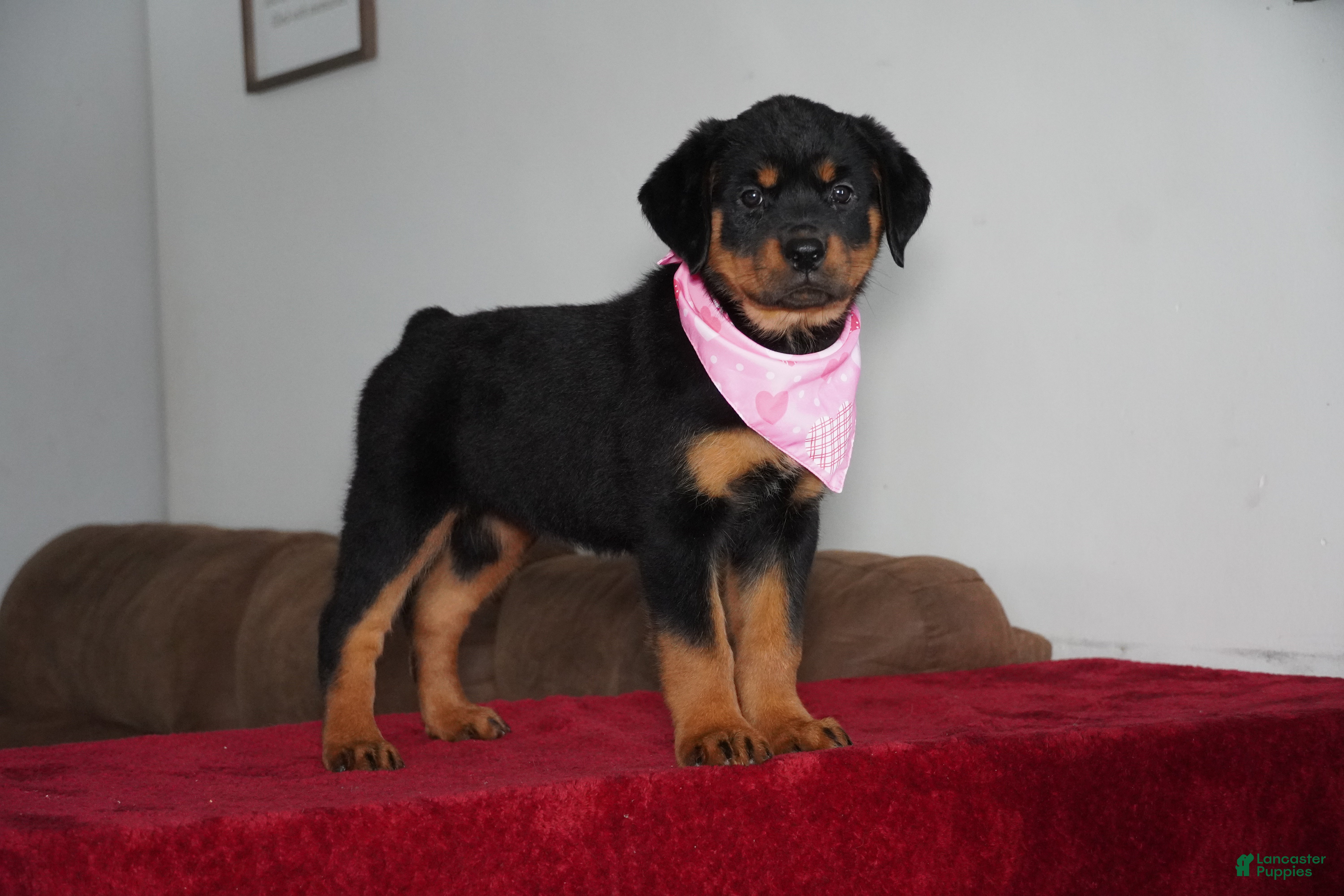 Rottweiler dogs Sadie - Ad 41
