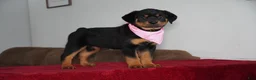 Rottweiler dogs for sale: Sadie - Ad 1