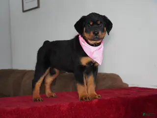 Rottweiler dogs Sadie - Ad 41
