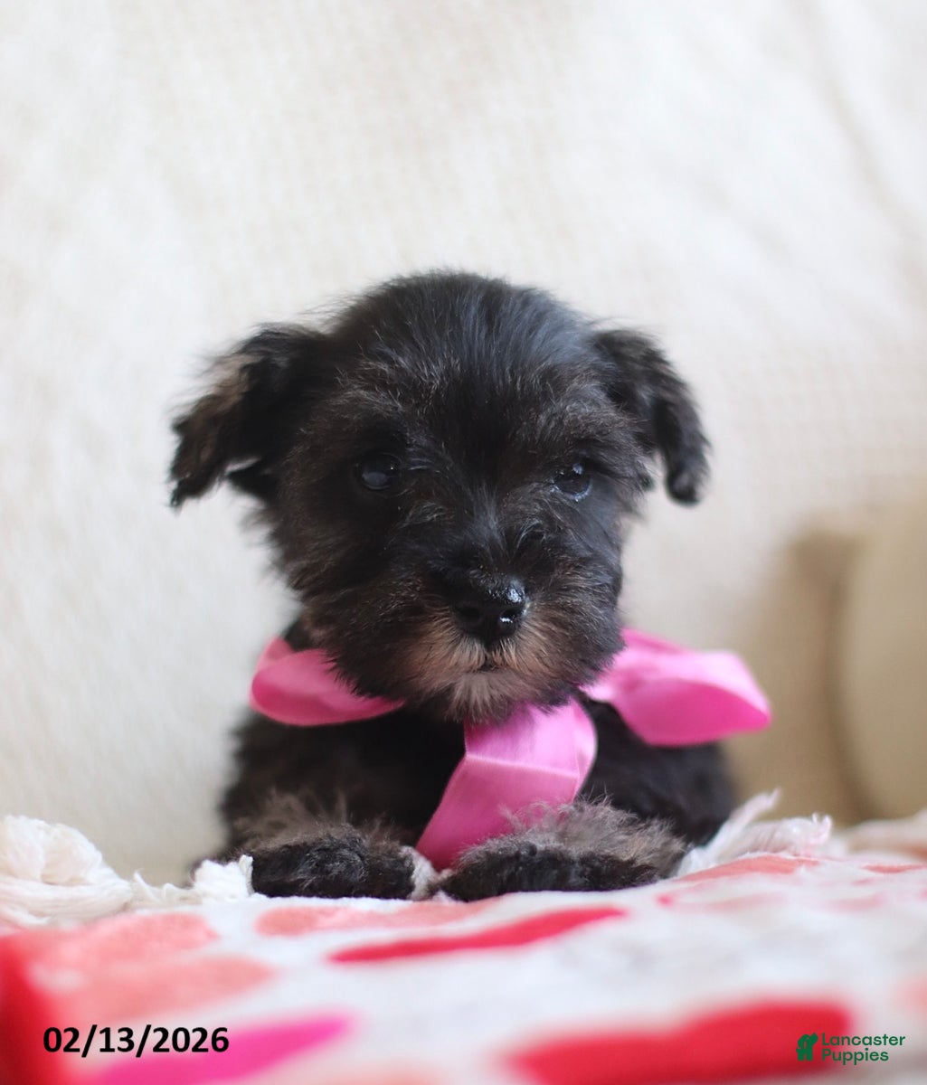 Miniature Schnauzer dogs Sarah - Ad 2