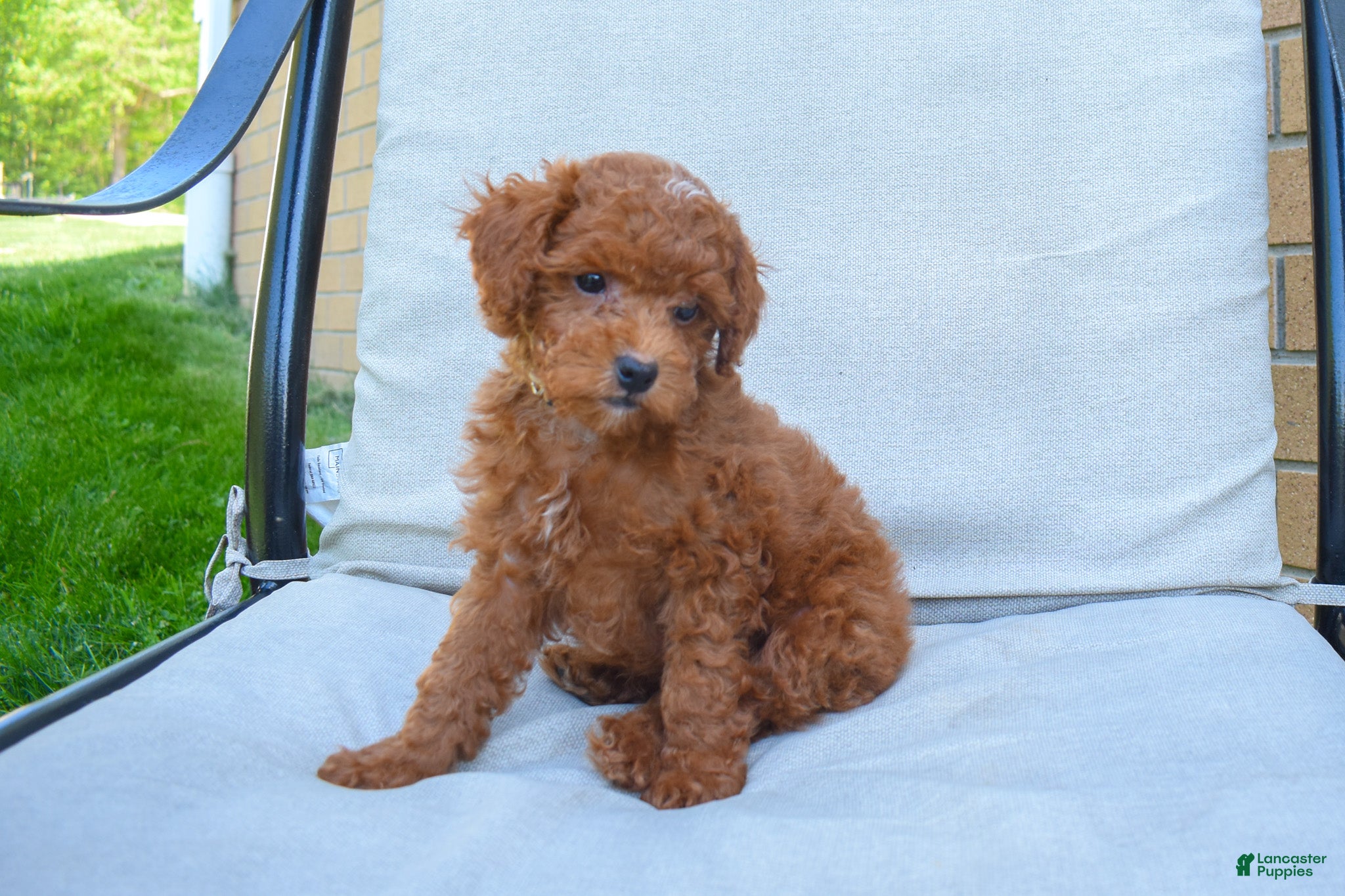 Miniature Poodle dogs Denver  💕🐶 - Ad 2
