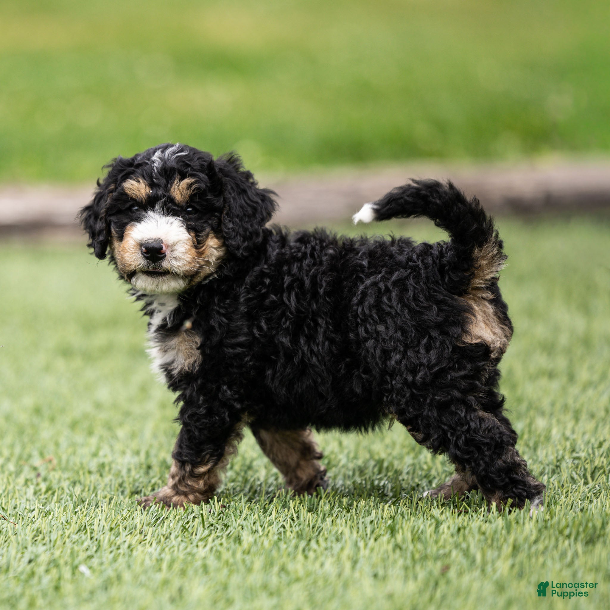 Bernedoodle dogs Hayes Bernedoodle Puppy  - Ad 2