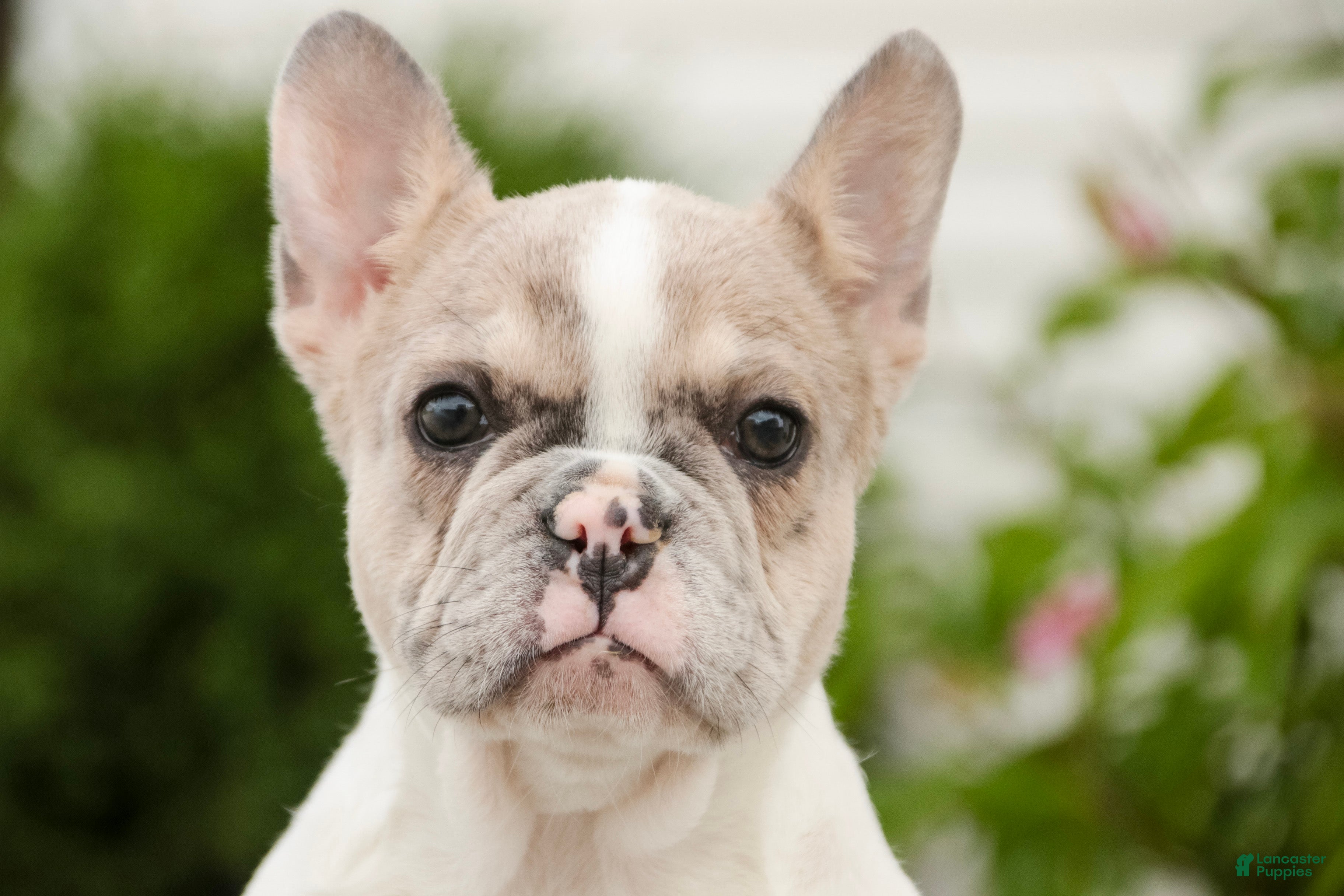 French Bulldog dogs Juliet - Ad 2