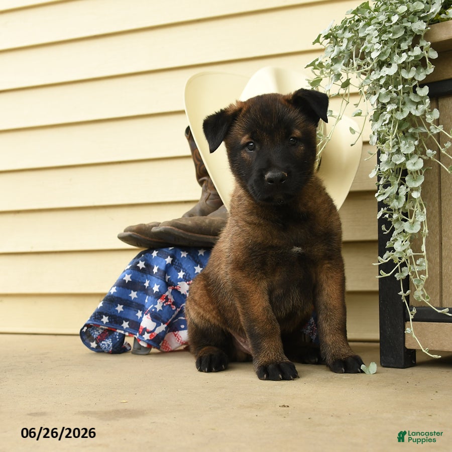 Belgian Malinois dogs Cash - Ad 1