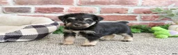 Miniature Schnauzer dogs for sale: Boomer  - Ad 3