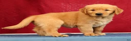 Golden Retriever dogs for sale: Olive - Ad 4