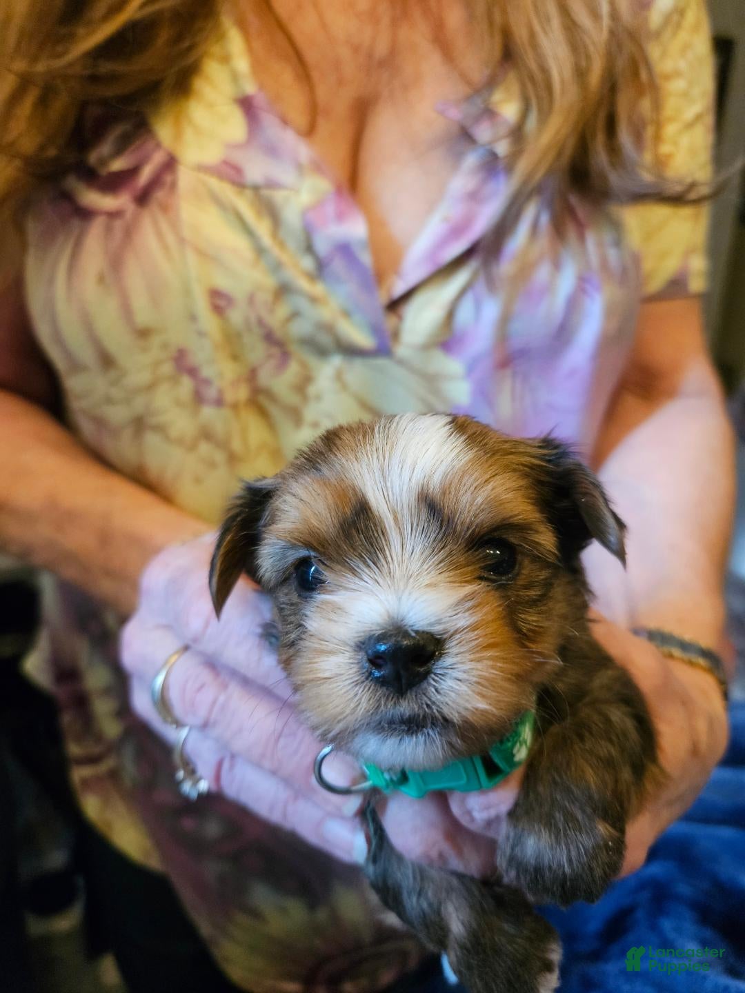 Yorkshire Terrier dogs for sale: Cody  - Ad 1