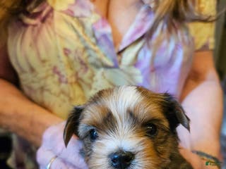 Yorkshire Terrier dogs Cody - Ad 17