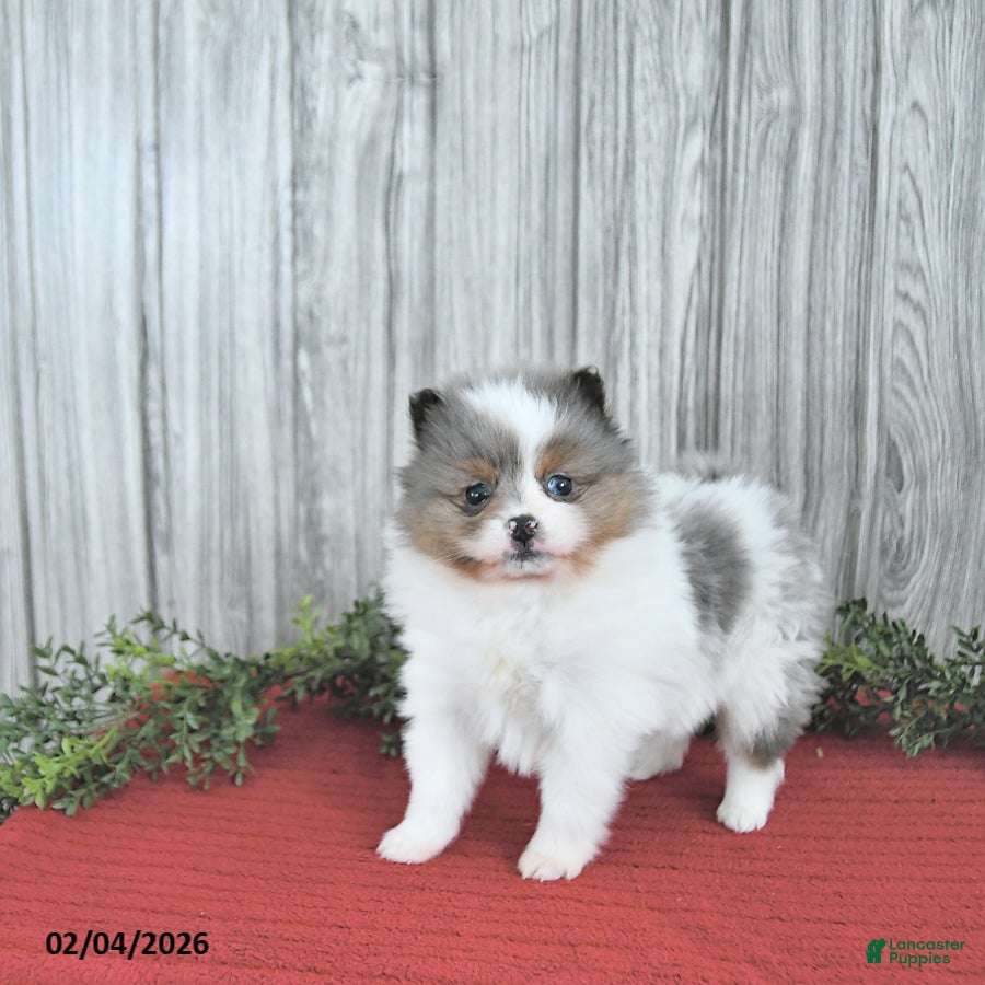 Pomeranian dogs Caramel - Ad 3
