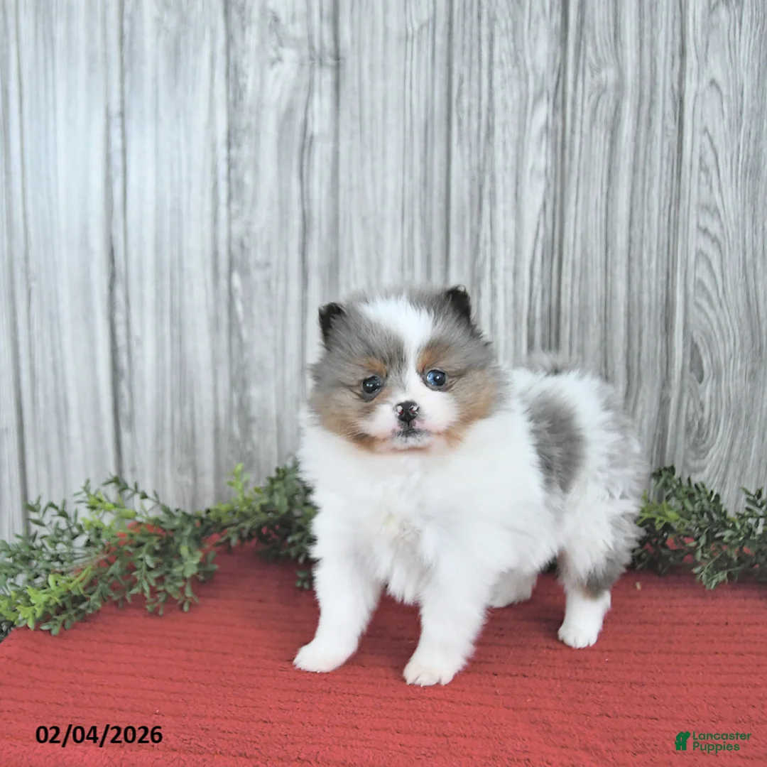 Pomeranian dogs for sale: Caramel - Ad 1