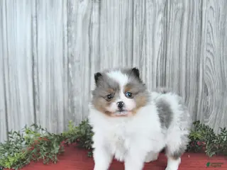 Pomeranian dogs Caramel - Ad 3