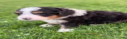 Mini Bernedoodle dogs for sale: Roamer - Ad 4