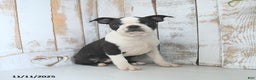 Boston Terrier dogs for sale: Navy - Ad 4