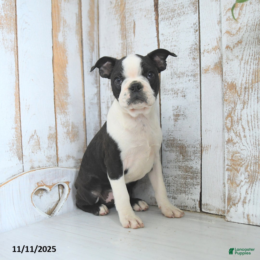 Boston Terrier dogs for sale: Navy - Ad 4