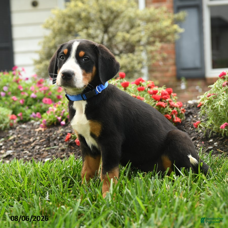 Greater Swiss Mountain Dog dogs Trigger - Ad 2
