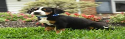 Greater Swiss Mountain Dog dogs for sale: Trigger - Ad 2