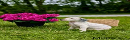 Mixed Breed dogs for sale: Miles - Ad 2