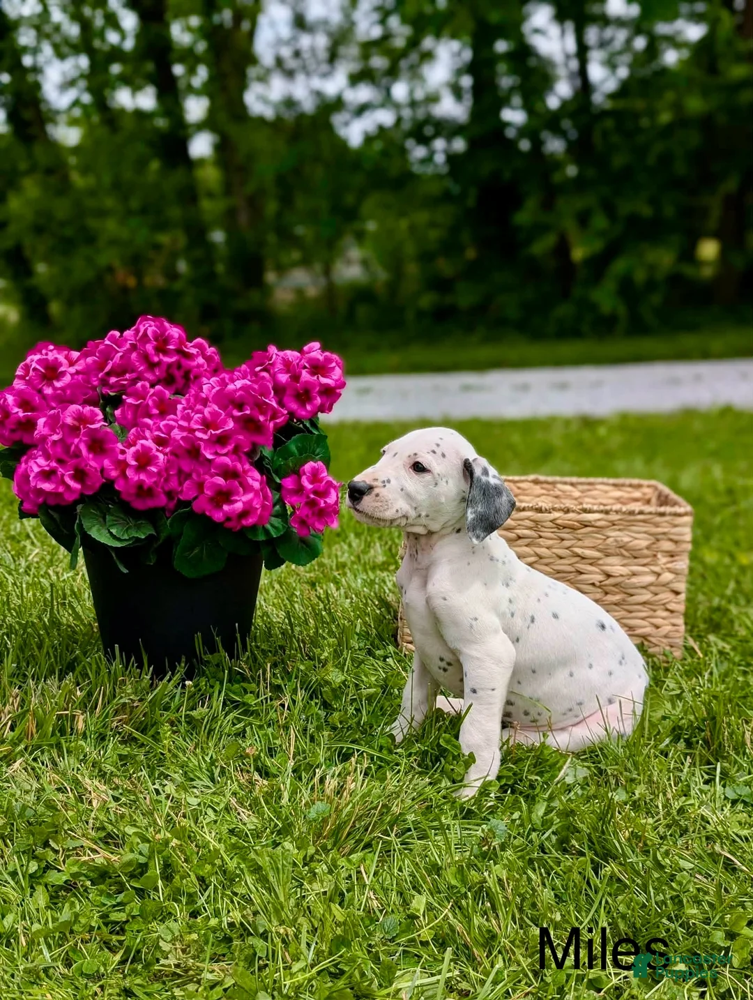 Mixed Breed dogs for sale: Miles - Ad 2