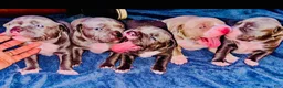 American Bully dogs for sale: American Bully 2 - Ad 5