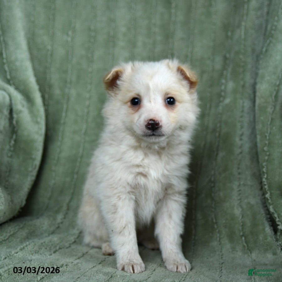 Mixed Breed dogs Gilbert - Ad 2