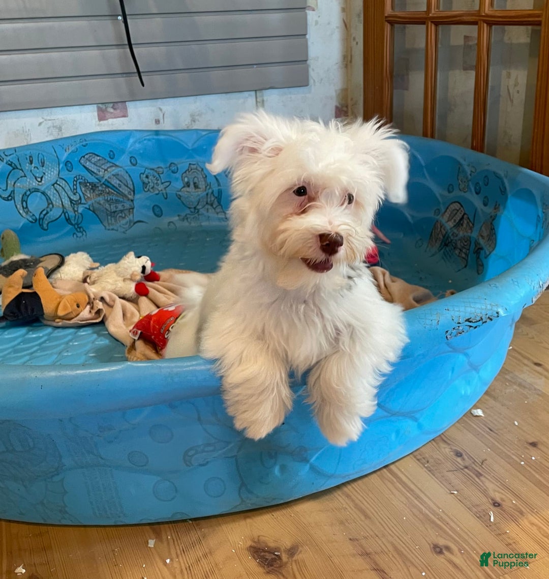 Havanese dogs for sale: Judy - Ad 3