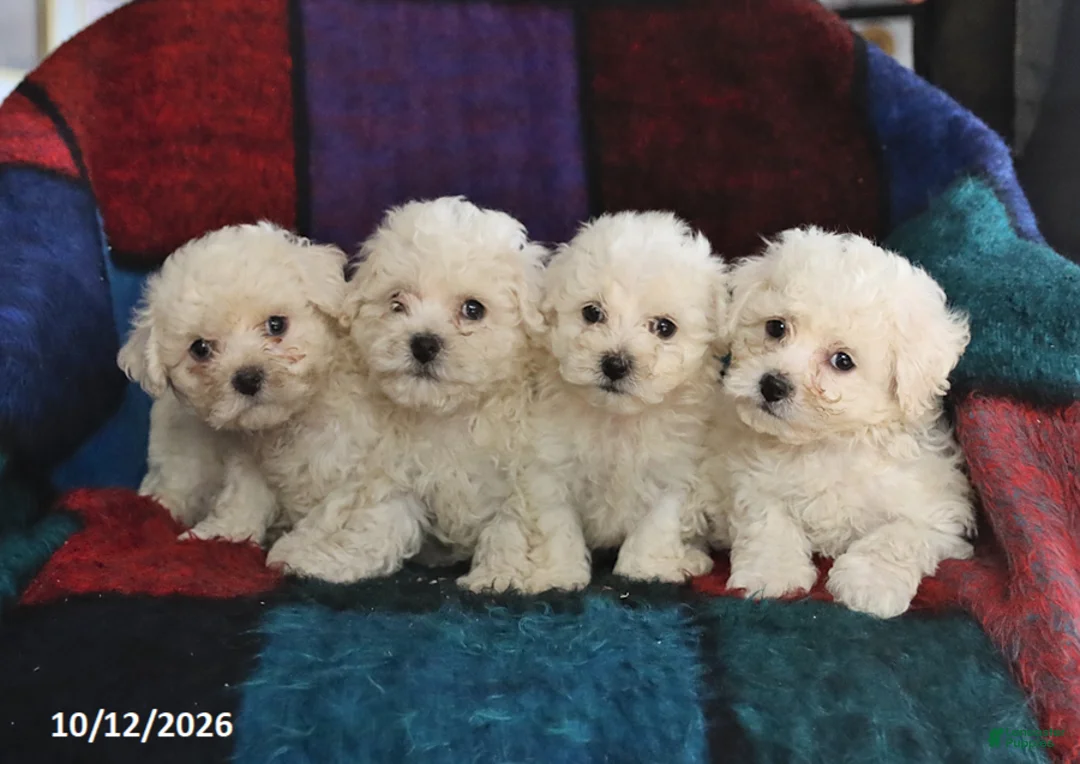 Maltese dogs for sale: Scout - Ad 2