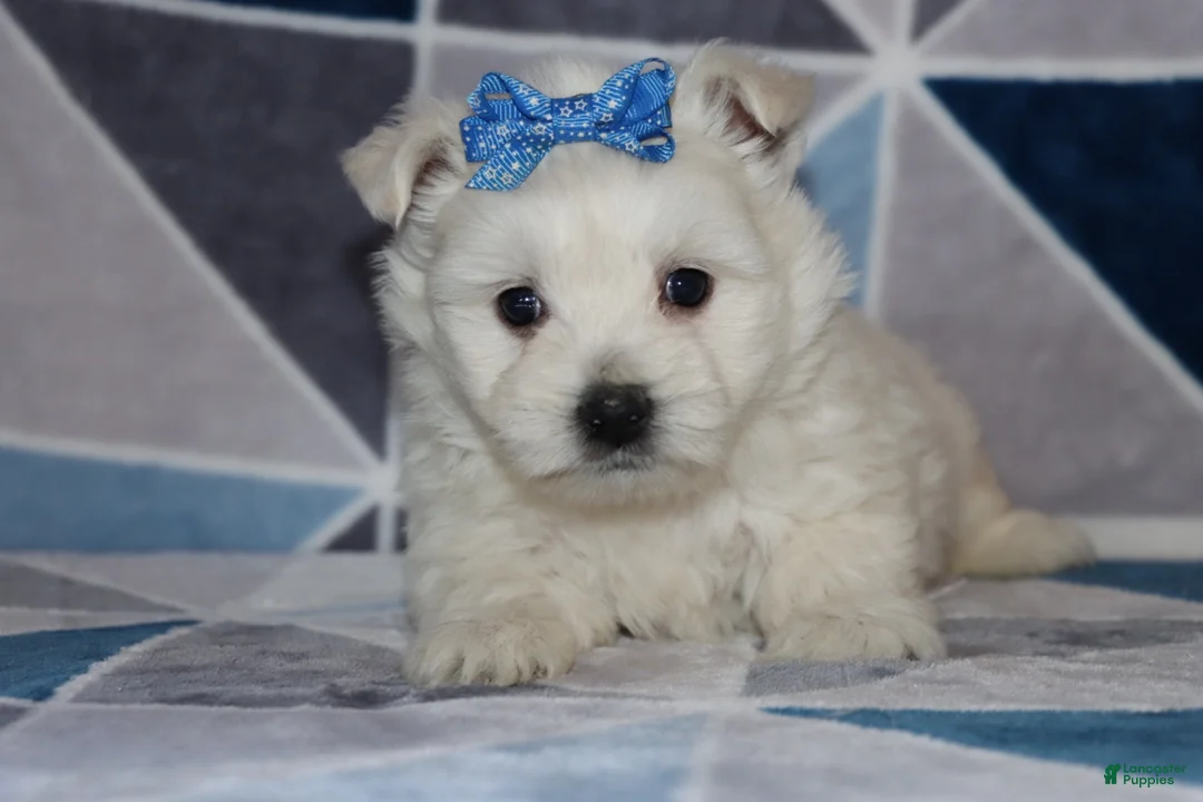 West Highland Terrier dogs for sale: Patsy - Ad 1