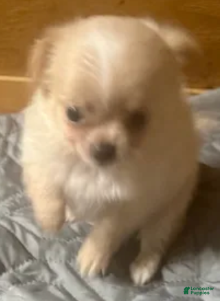Chihuahua dogs for sale: Lumy (Female) - Ad 2