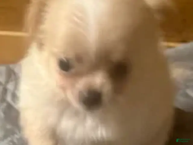 Chihuahua dogs for sale: Lumy (Female) - Ad 2