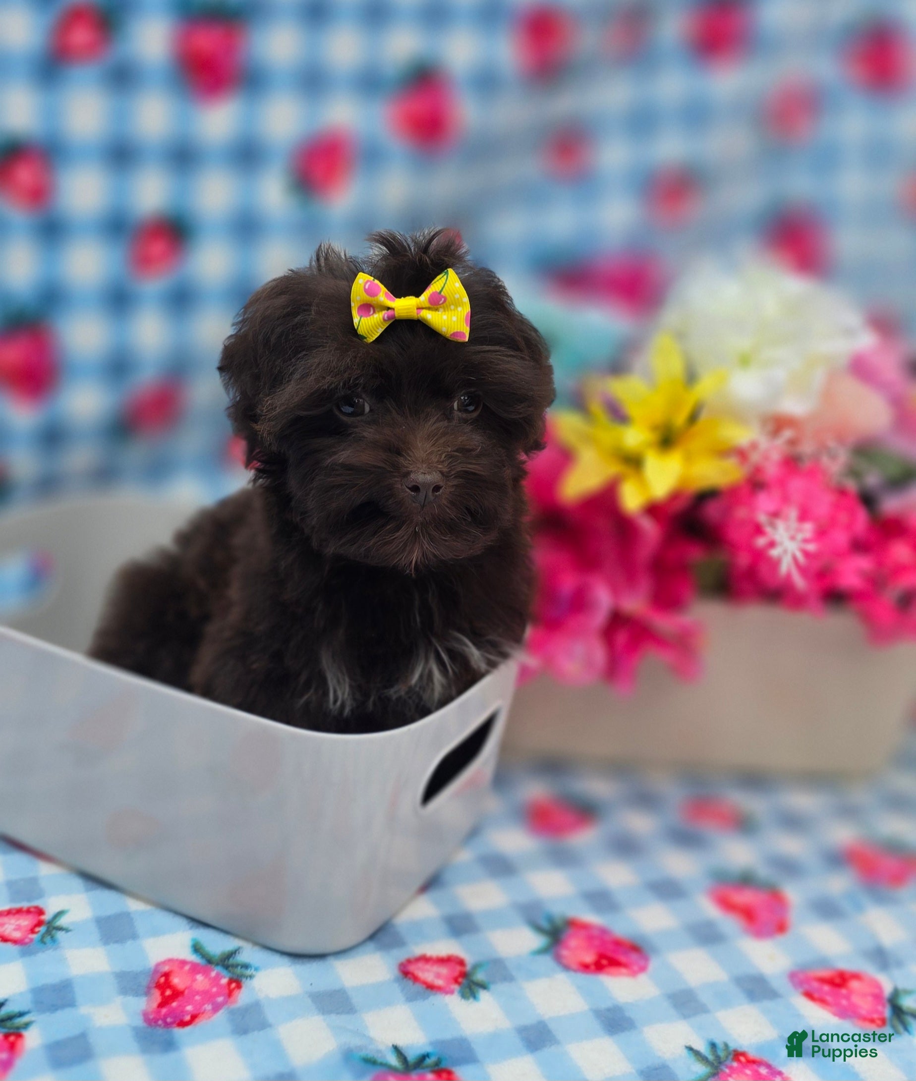 Maltipoo dogs Nuria - Ad 1