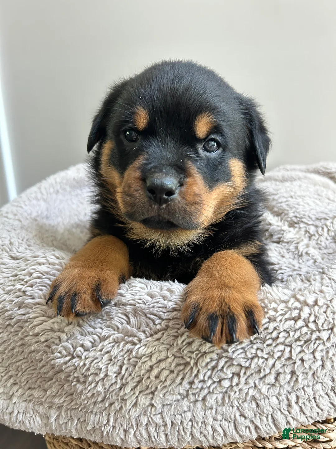 Rottweiler dogs for sale: Kitkat - Ad 1