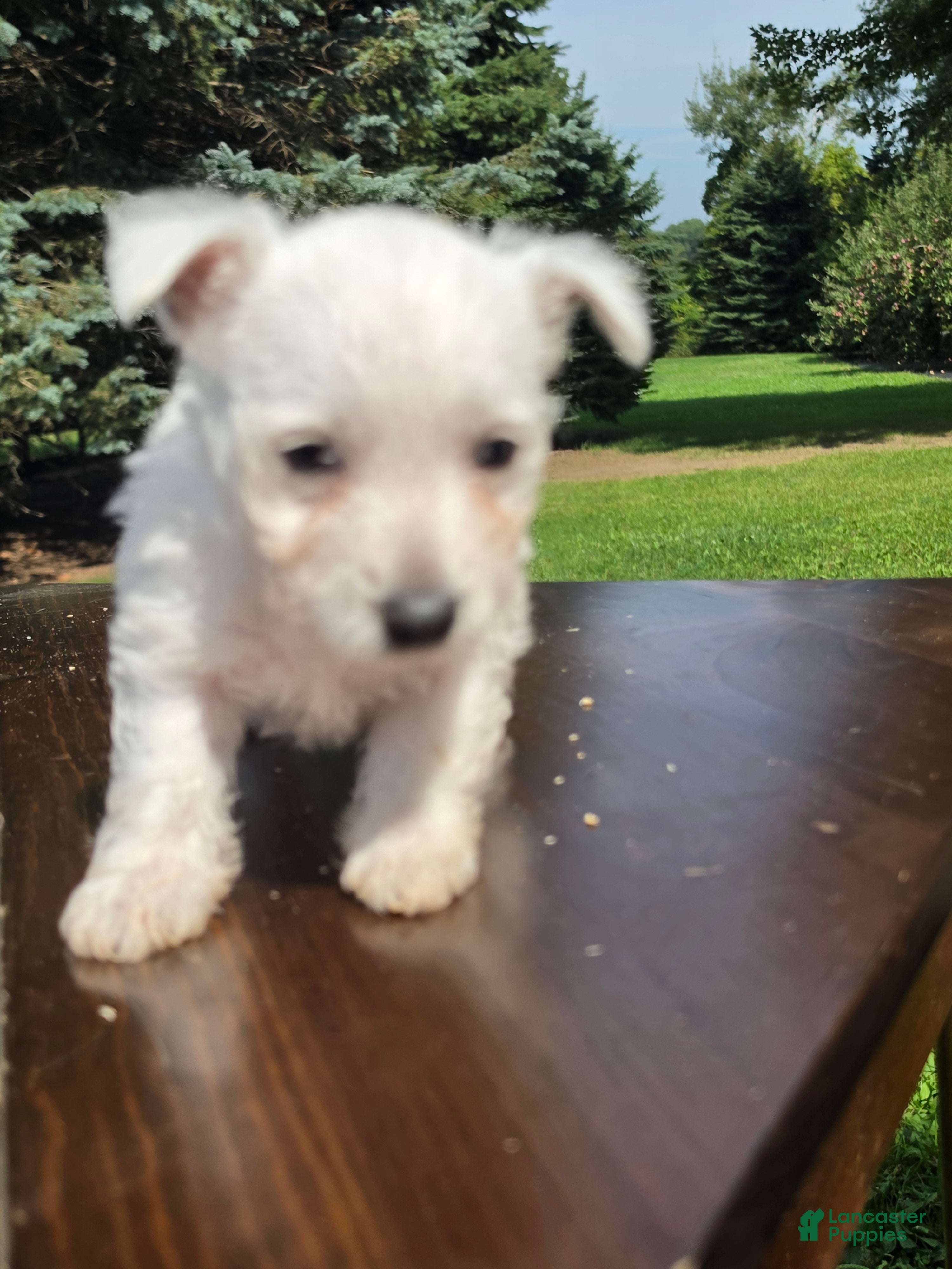 West Highland Terrier dogs West Highland female 2 - Ad 27