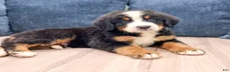 Bernese Mountain Dog dogs for sale: Ivan - Ad 3