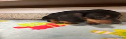 Miniature Dachshund dogs for sale: Aurora  - Ad 9