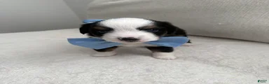 Toy Australian Shepherd 1