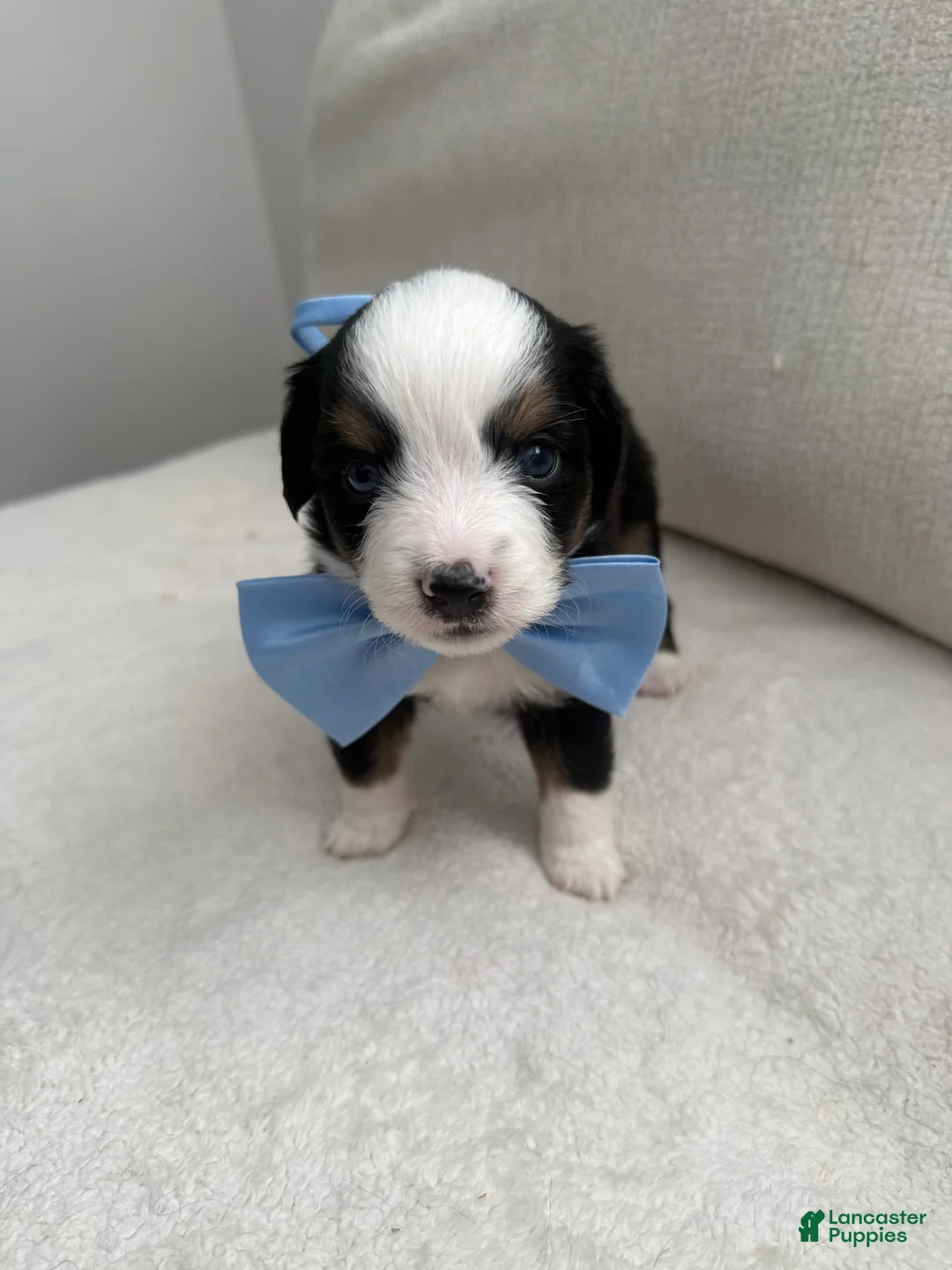 Toy Australian Shepherd dogs for sale: Toy Australian Shepherd 1 - Ad 1