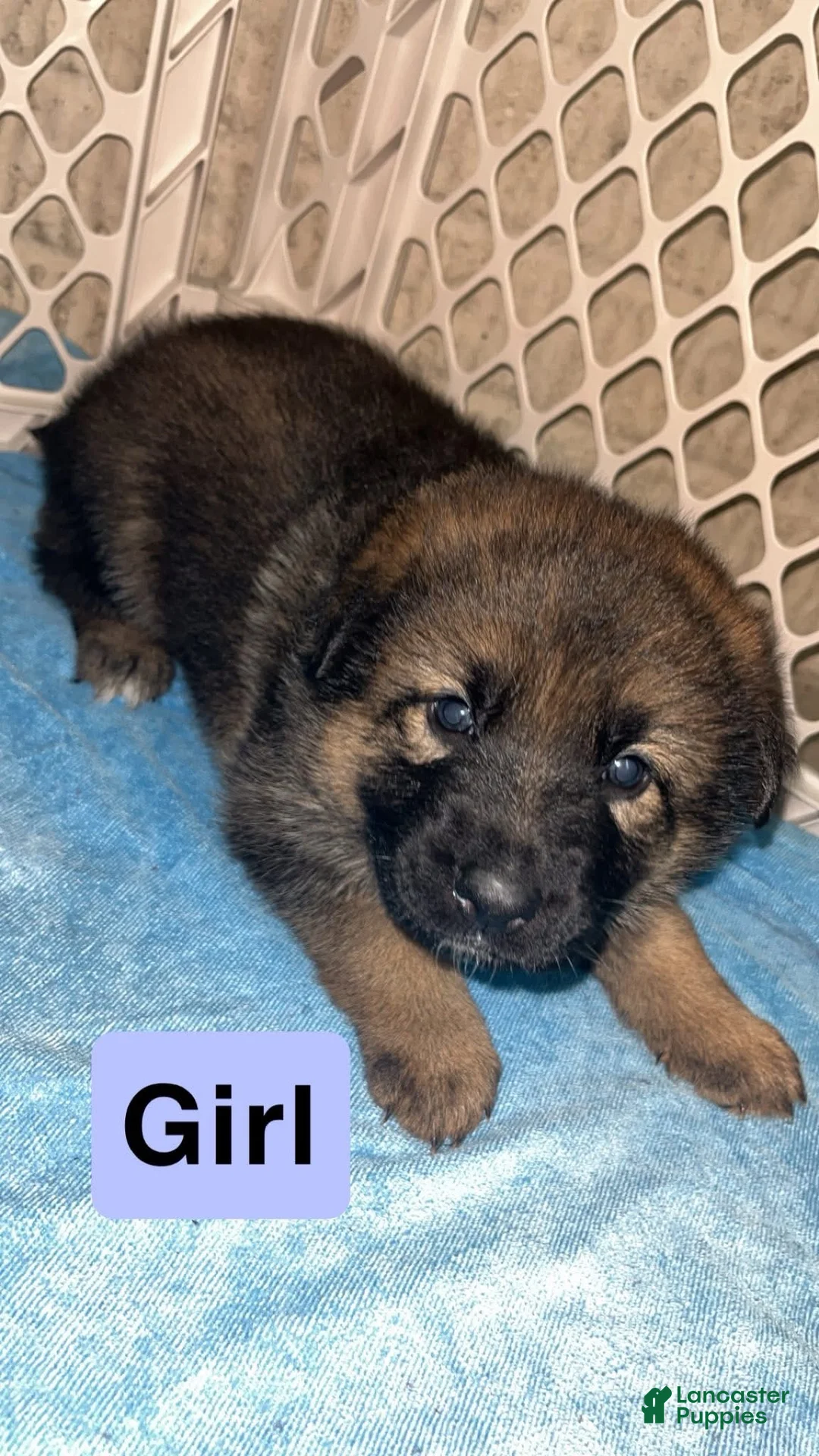 German Shepherd dogs for sale: Dark Blue - Ad 2