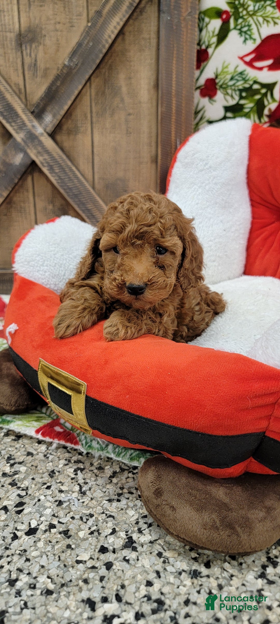 Toy Poodle dogs for sale: Myron - Ad 4