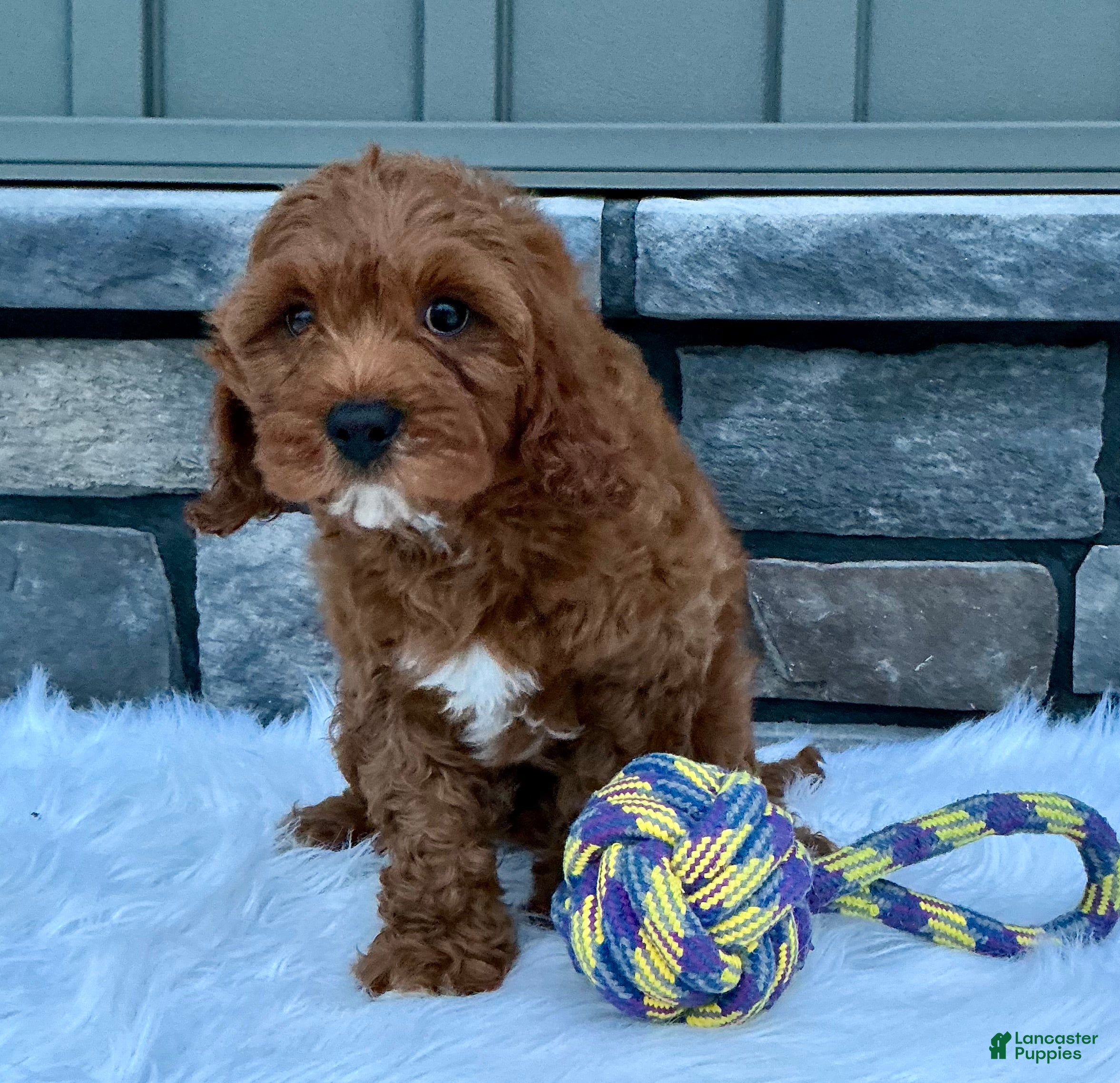 Cavapoo dogs Myles - Ad 1