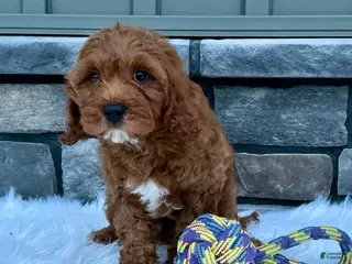 Cavapoo dogs for sale: Myles - Ad 1