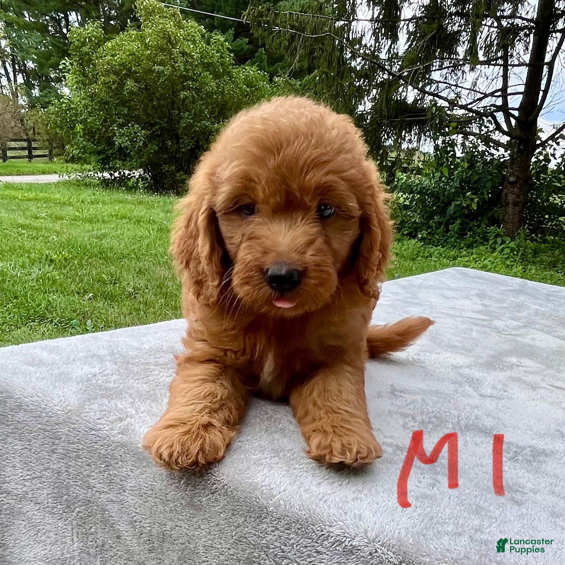 Goldendoodle dogs Hugo medium sized - Ad 2