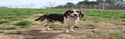 Beagle dogs for sale: Elikhana - Ad 17