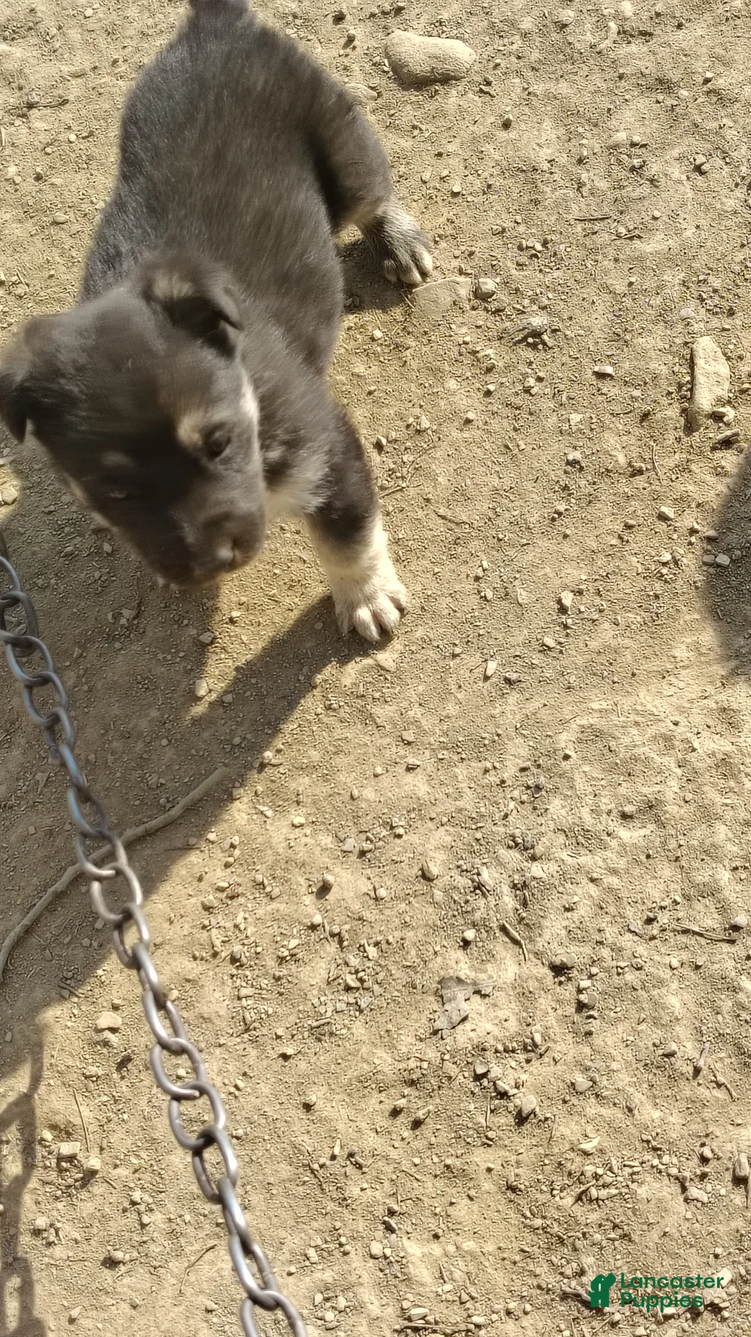 German Shepherd dogs for sale: German Shepherd Puppy 1 - Ad 1